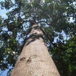 Fr. Peter-Hans Kolvenbach planted this "Kemiri" tree on July 1999. 