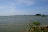 Inundated ricefields