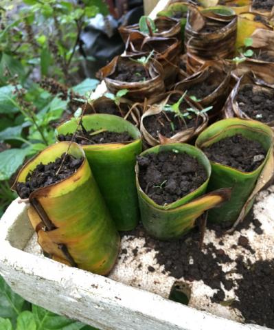 Saplings from local plants