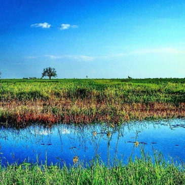Statement on Laudato si’