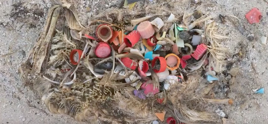 Giving up plastic straws in response to Laudato si’