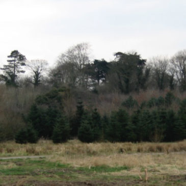 Irish Jesuit Province commits to “Flights for Forests”