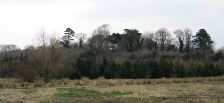 Irish Jesuit Province commits to “Flights for Forests”