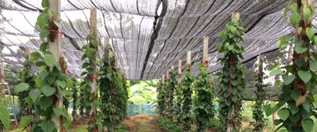 From prison to farm and a fresh start in life