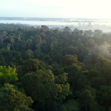 Laudato si’ in 2020: A call for courageous leaders