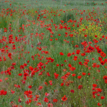 Laudato si’s call for conversion