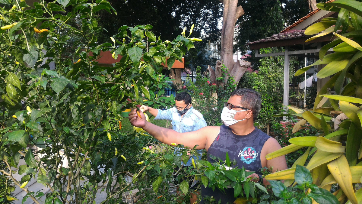 Sowing a garden in Jakarta’s urban jungle