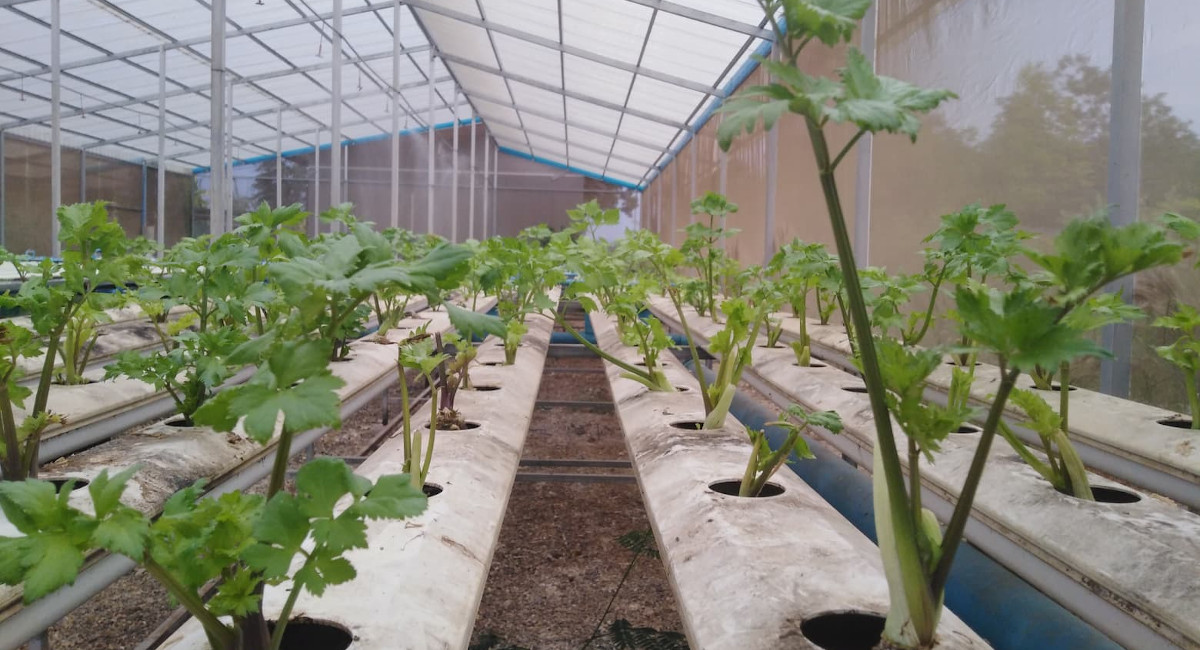 Growing our own food during Covid-19