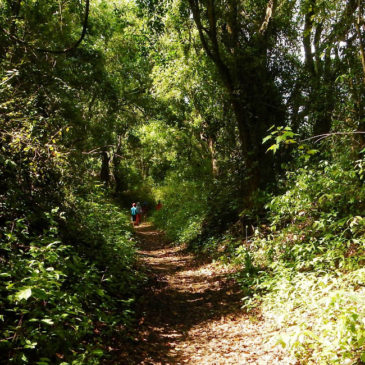 How does ecological conversion look like in practice?
