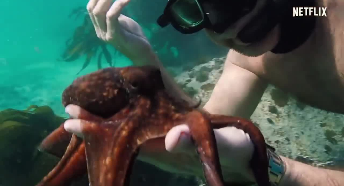 Eight tips for ecological conversion inspired by “My Octopus Teacher”
