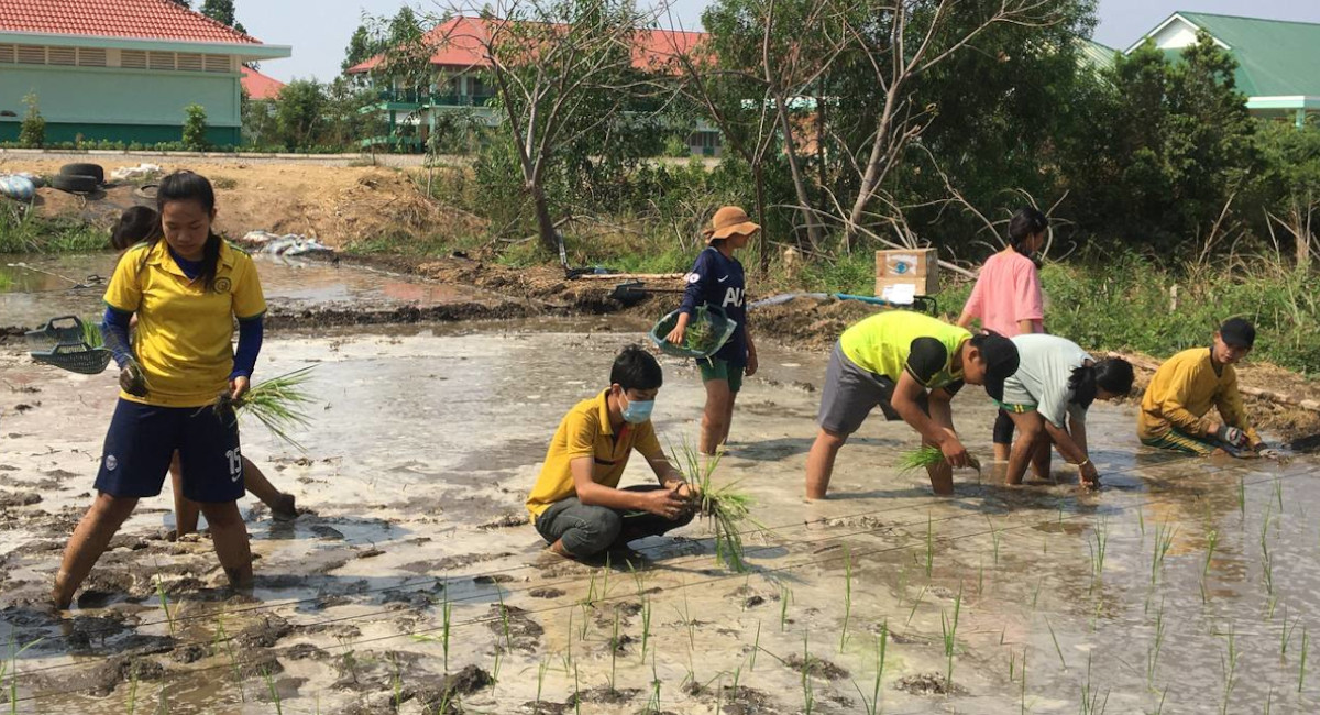 It’s rice planting season in Cambodia
