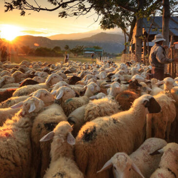 Shepherding one another in the Lord’s vineyard