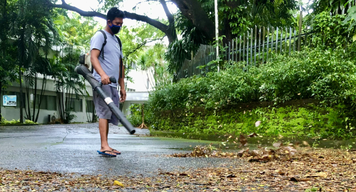 Urban ecology: Why the world can do without leaf blowers