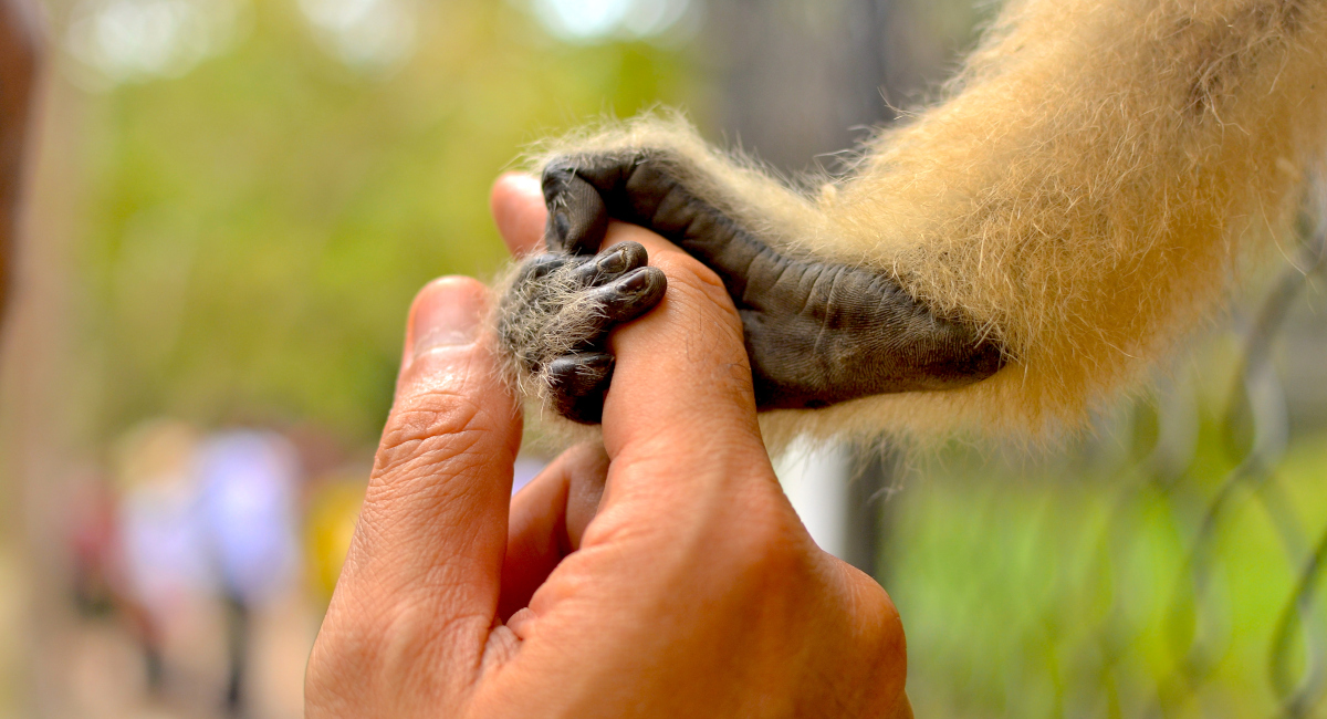 The path of ecological conversion