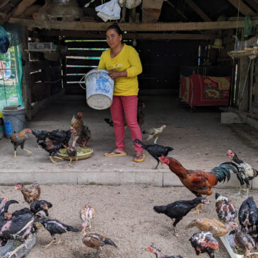 Give the gift of a chicken farm