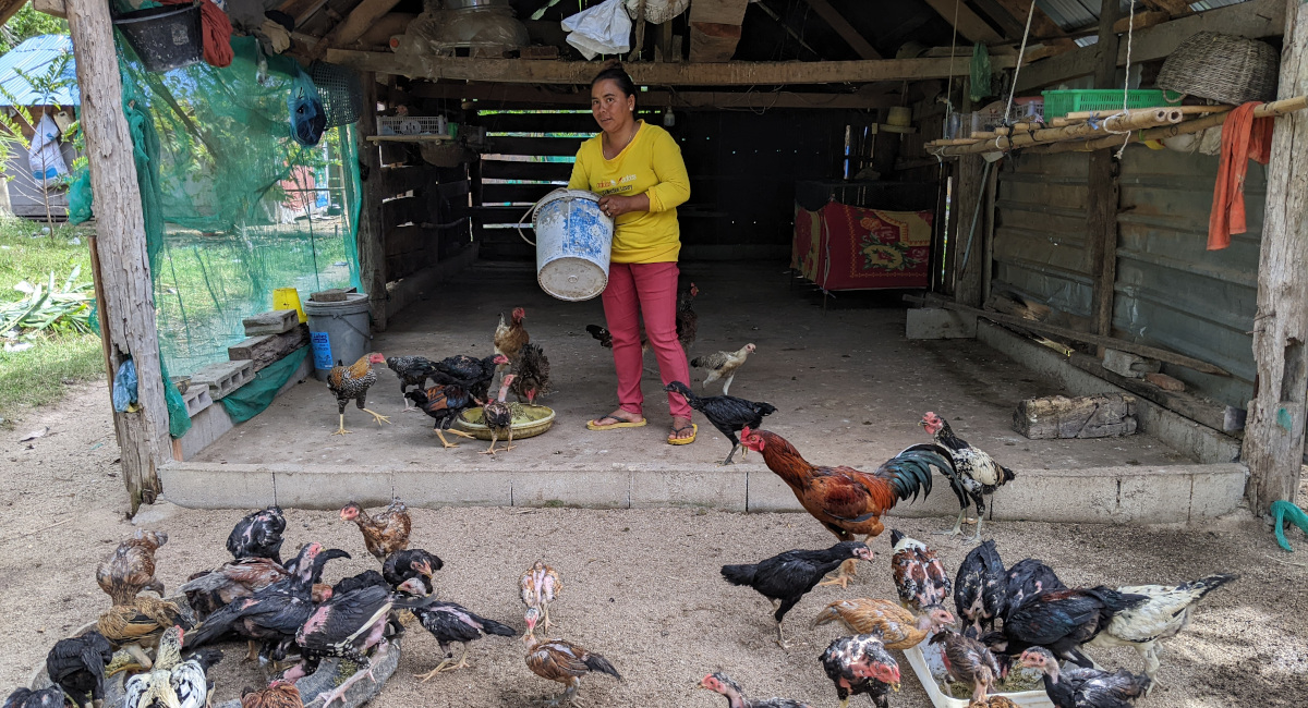 Give the gift of a chicken farm