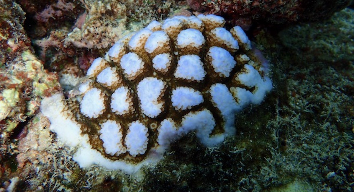 Protecting our common home